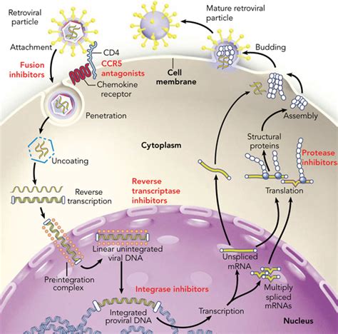 Ten Years Of Highly Active Antiretroviral Therapy For Hiv Infection