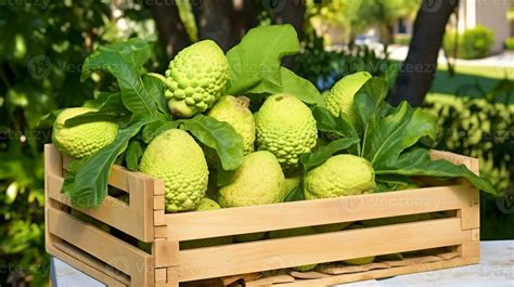 Freshly Picked Breadfruit From Garden Placed In The Boxes Generative