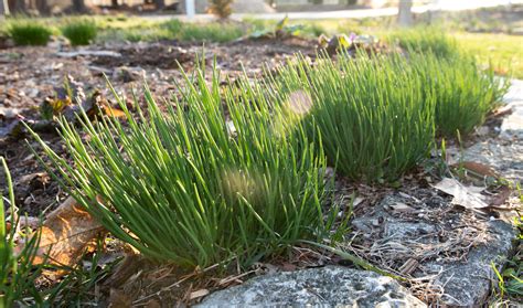 Growing Chives How To Plant And Harvest Guide Plants Spark Joy