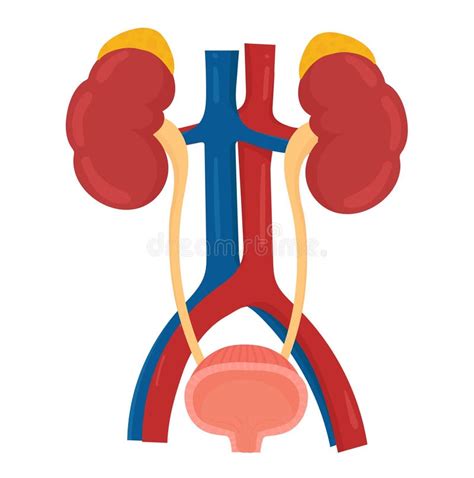 Urinary System Stock Vector Illustration Of Nephrons 97621274
