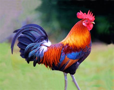 My Favorite Rooster Fancy Chickens Chickens And Roosters Chickens