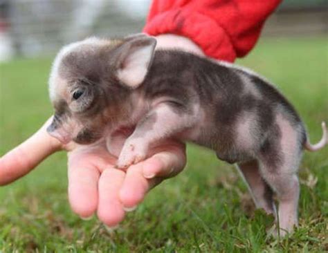Teacup Pig Full Grown Cute Pinterest