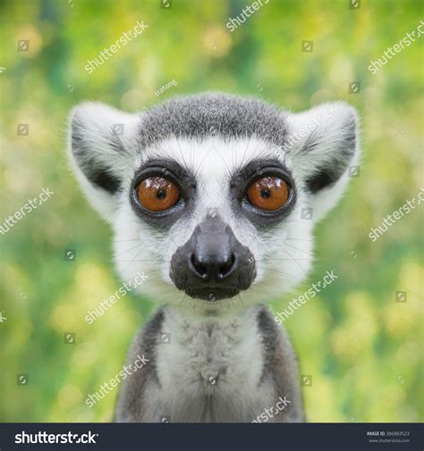 Cute Lemur Eyes