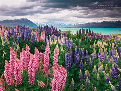 Lupins Lake Tekapo Lake Tekapo New Zealand Landscape Places To See