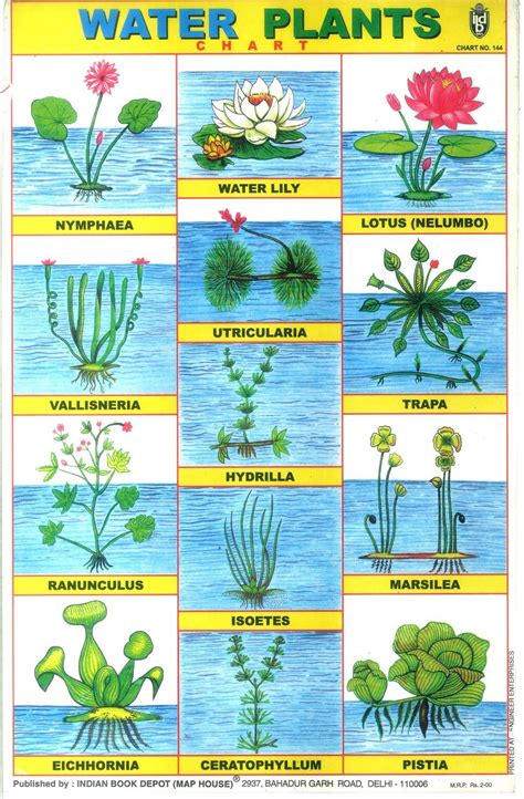 Aquatic Plants Chart With Names