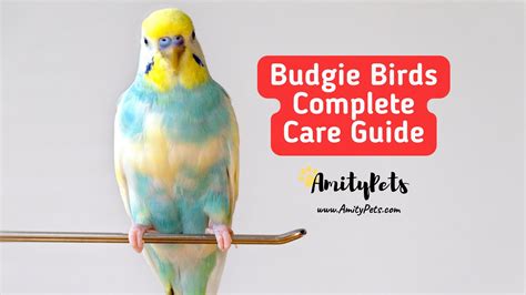 Budgie Birds Complete Care Guide Are Budgie Birds Easy To Care For