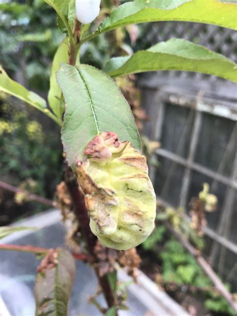 Help Identifying The Issue With A Nectarine Tree Leaves Are
