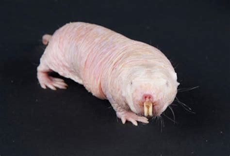This Concludes Your Daily Naked Mole Rat Fix The Washington Post