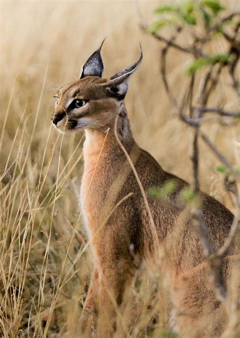 Caracal Ii Caracal Cat Wild Cats Animals Wild