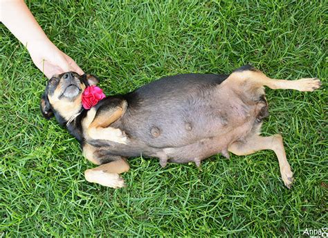 Adorable Pregnant Dog Wins Her Maternity Photo Shoot
