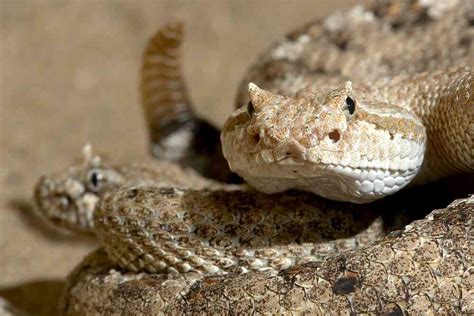 Most Poisonous Snake In The World Find Out The Top 10