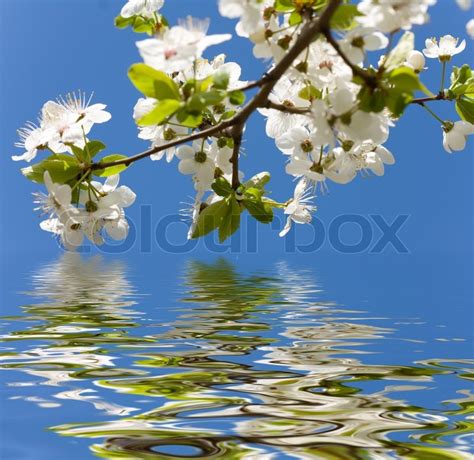 Spring Flowers Reflected In The Water Stock Photo