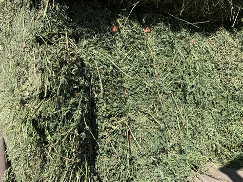 Premium Alfalfa For Sale Farmer John Company