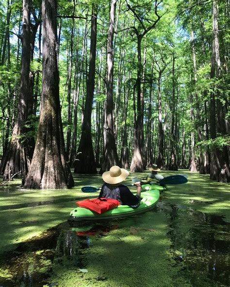 Happy Friday From Caddo Lake The Largest Cypress Grove In The World