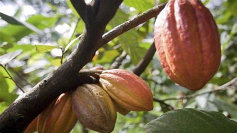 Olam Strengthens Cocoa Traceability With Commitment To End