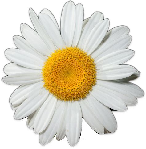 Daisy Flower Transparent Png Clip Art Image In Flower Images And