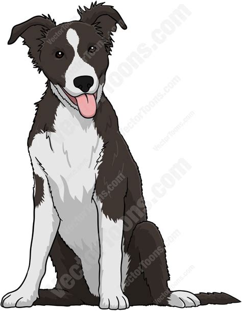 Black And White Border Collie Puppy Vector Graphics Animal