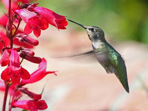 Amazing World Worlds Smallest Bird Cute Little Hummingbirds