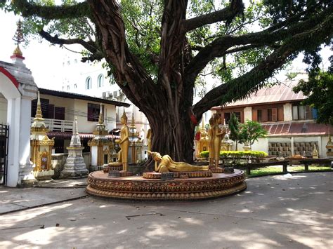 It is said to be the tree under which gautama buddha the bodhi tree has a very long lifespan, ranging between 900 and 1,500 years. Buddha statues under the bodhi tree - Laos Life