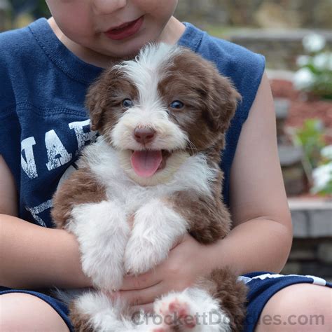 Have You Seen A More Happy Aussiedoodle Puppy Australian Shepherd