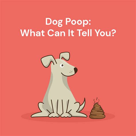 Dog Poop What Should Dog Poop Look Like Dig Labs