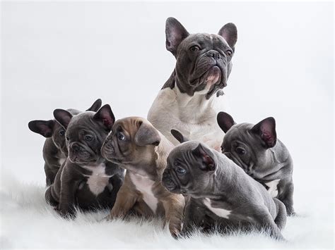 French Bulldog Pregnancy 8 Things You Should Know Ukpets