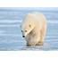The Polar Bears Are Fine Certain Populations Coping With A Warming 