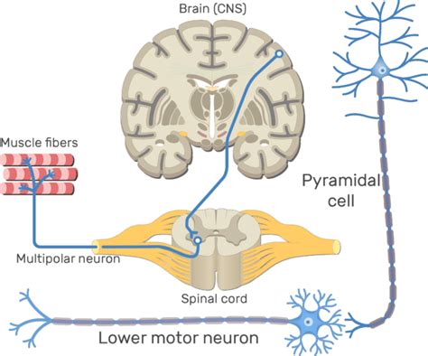 Parts Of The Neuron And Their Functions