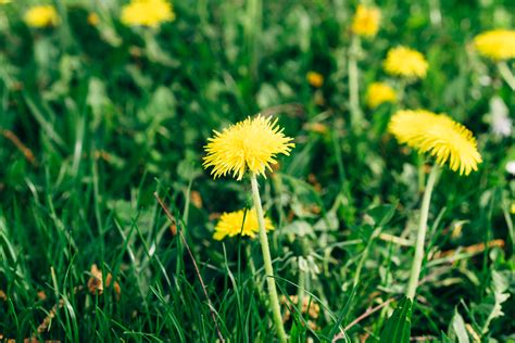 Free Images Dandelion Yellow Green Flower Floral Nature Spring