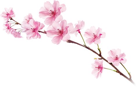 Sakura Png Transparent Image Download Size 573x372px