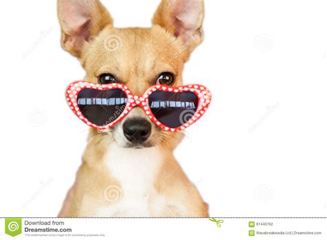 Cute Dog With Heart Sunglasses Stock Photo Image 61440762