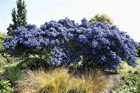 10 Blue And Lavender Flowering Shrub Ideas
