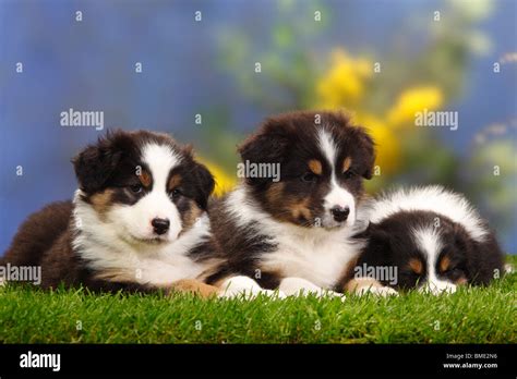 Australian Shepherds Puppies 7 Weeks Black Tri Stock Photo Alamy