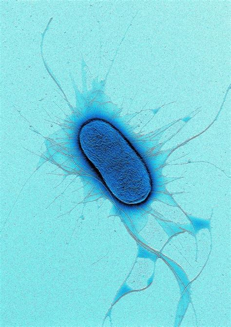 Molecular Life Sciences — Scienceyoucanlove The E Coli Bacterium