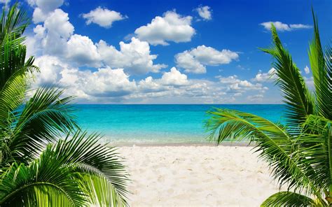 Beach Sand Palm Trees