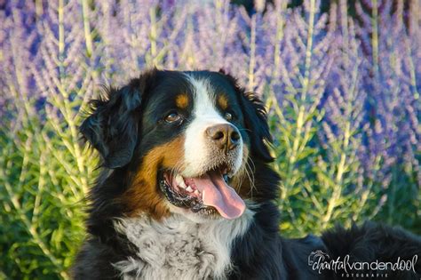 126 Best Images About Berner Sennen On Pinterest Beautiful Dogs