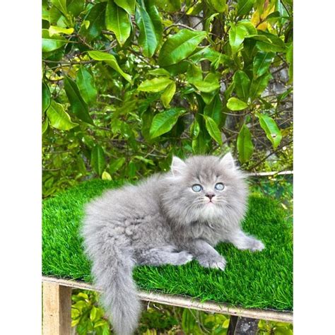 Jual Kucing Persia Longhair Medium Flatnose Peaknose Himalaya Ragdoll