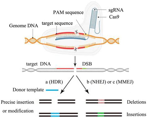 Crispr Cas Genome Editing Schematic Diagram Cas Nuclease With Sgrna