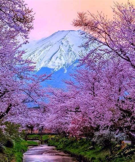 Mt Fuji Through The Cherry Blossoms Rpics