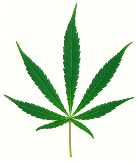 Dagga Stock Photos Pictures And Royalty Free Images Istock