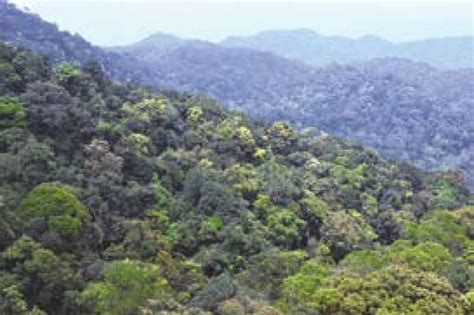 Lower Montane Evergreen Forest At Ba Na Nui Chua Nature Reserve Photo