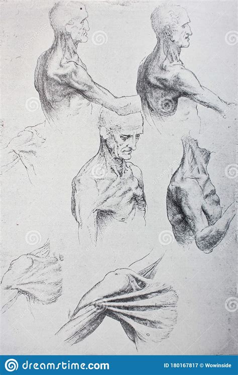 Anatomical Notes Work Of Hands Manuscripts Of Leonardo Da Vinci In