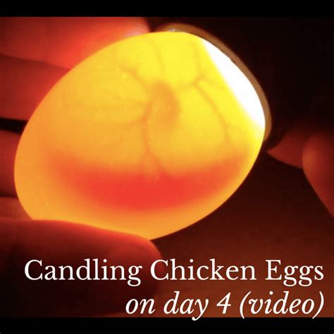 Candling Chicken Eggs Day 19