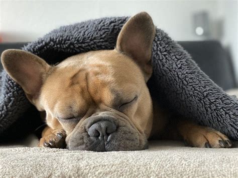 The 10 Most Common French Bulldog Health Problems