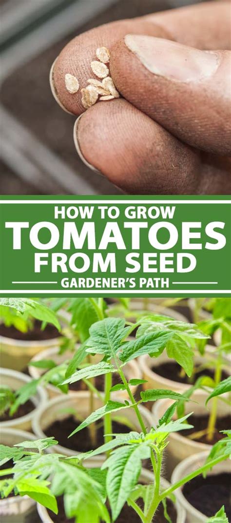 How To Grow Tomatoes From Seed In 6 Easy Steps