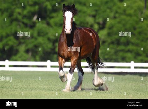 Bay Shire Horse Hi Res Stock Photography And Images Alamy