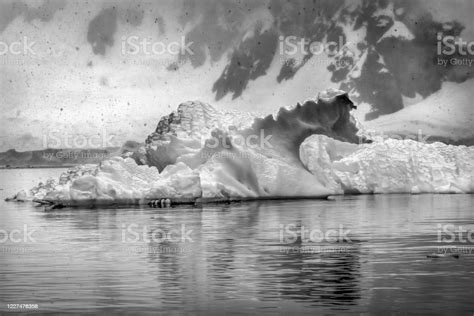 Black And White Snowing Floating Blue Iceberg Reflection Paradise Bay