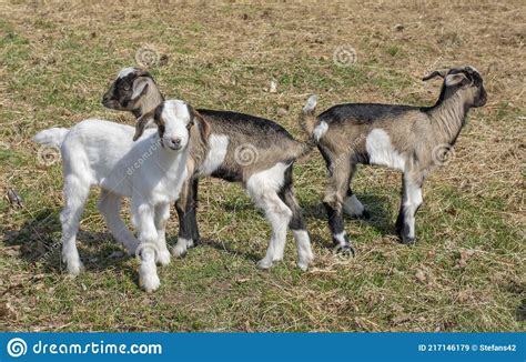 Baby Goats Standing In The Meadow Goat Kids On The Farm Stock Image