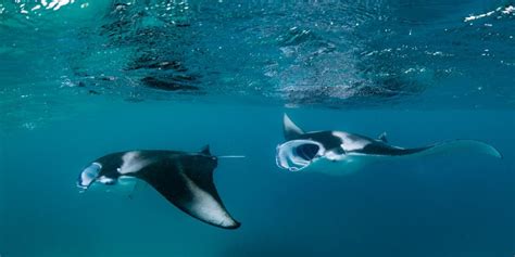 One Place Where Reef Manta Rays Are Thriving Lab Manager