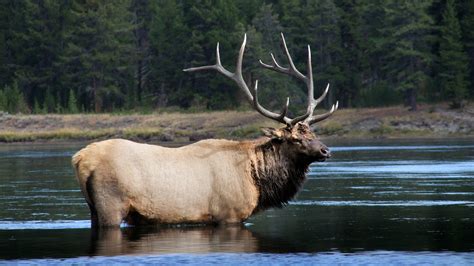 The Ultimate Guide To Yellowstone Wildlife Viewing Cool Green Science